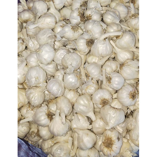 Extra Ladwa Fresh Garlic - Moisture (%): 70%.