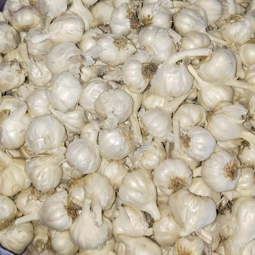 Medium Size White Garlic