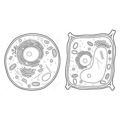 Animal Cell Line