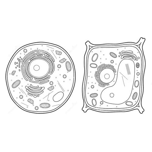 Animal Cell Line