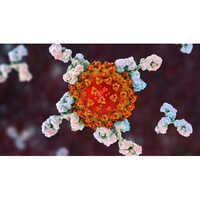 Monoclonal Antibody Production