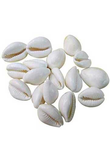 White Kaudi Shell