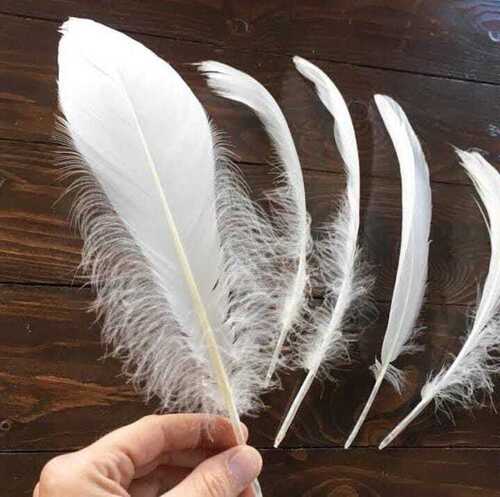 Duck Feather