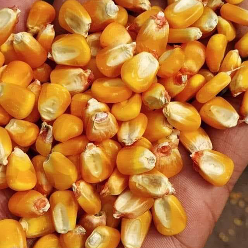 Yellow Maize