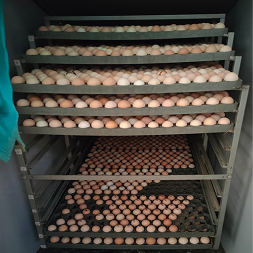 Nattukozhi Egg Incubator