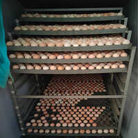 Nattukozhi Egg Incubator