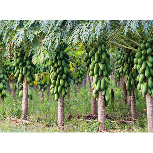 Papaya Plant