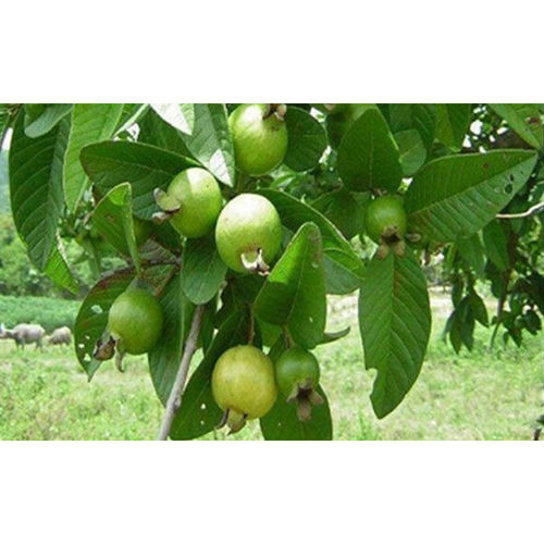 Guava Plant