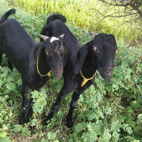 Osmanabadi Goat - Color: Black