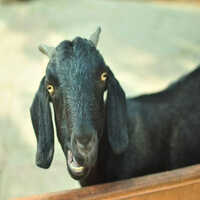Osmanabadi Goat