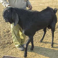 Beetal Goat