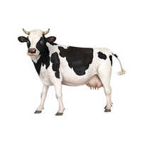 HF Cow