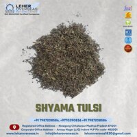 Shyama Tulsi Leaves - 30-60 Cm Tall Sub-shrub, Erect Structure With Fragrant Green Or Purple Opposite Leaves, Ovate And Toothed Edges