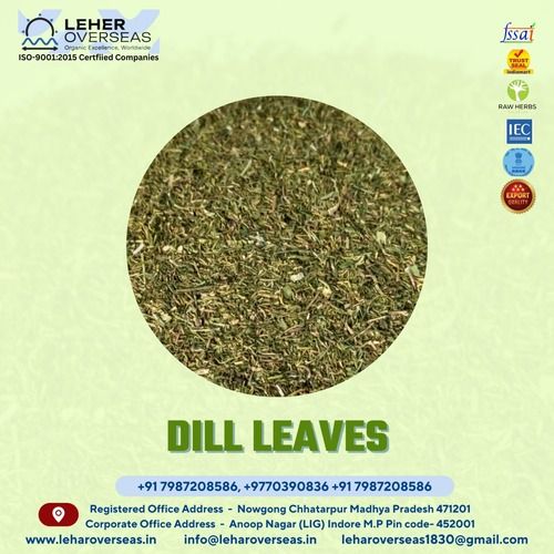 Dill Leaves