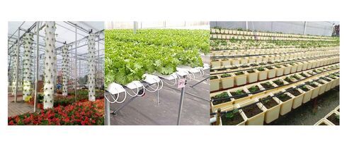 Hydroponic System