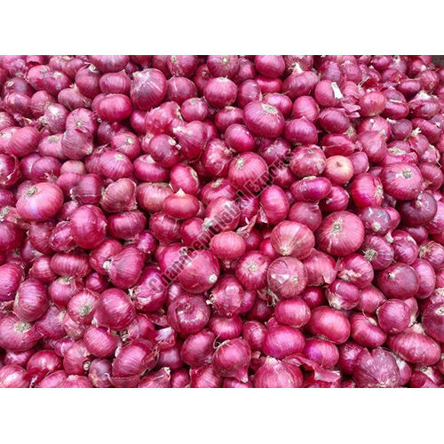 Fresh Red Onion - Preserving Compound: N0