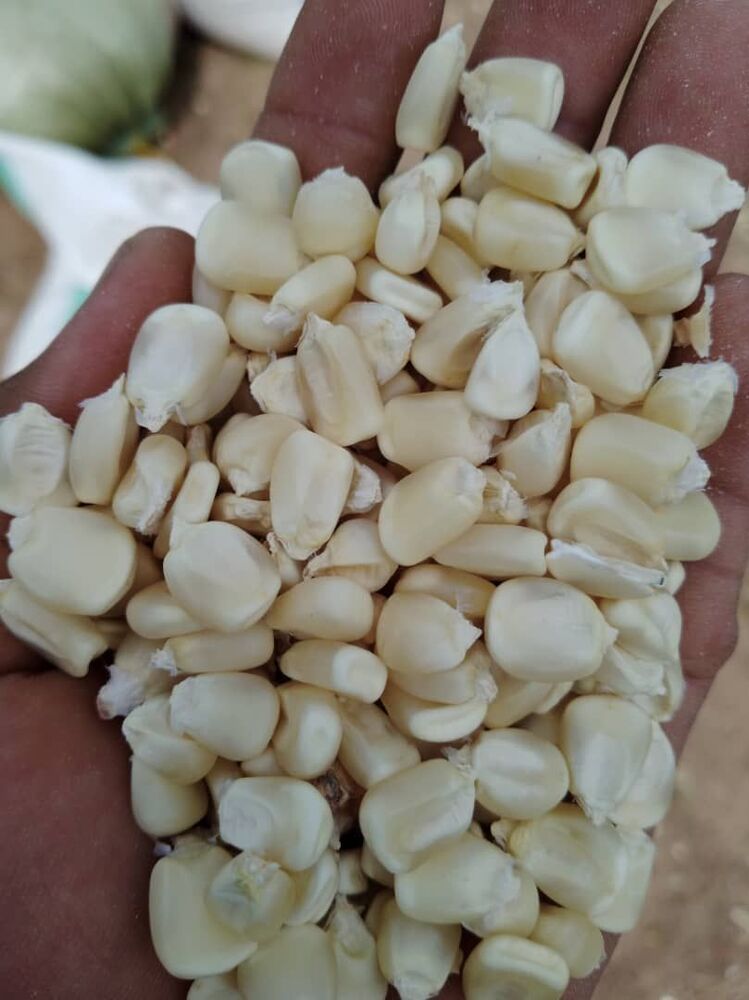 Fresh White Maize - Color: Light Yellow