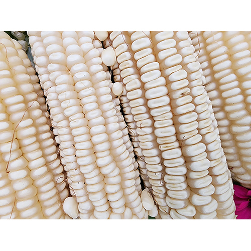 White Maize