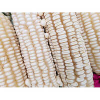 White Maize