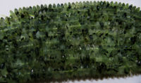 Natural Prehnite German Cut Rondelle Faceted 10mm Beads 8 inches long