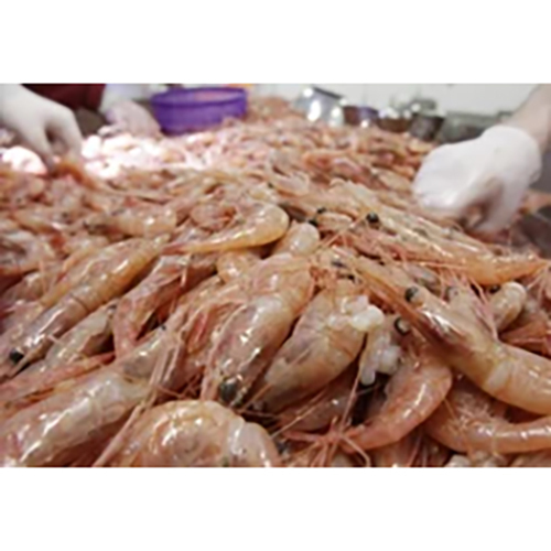 Feed Supplement Shrimp Culture