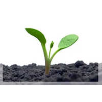 Humic Acid Granules Humic Granules - Application: Organic Fertilizer