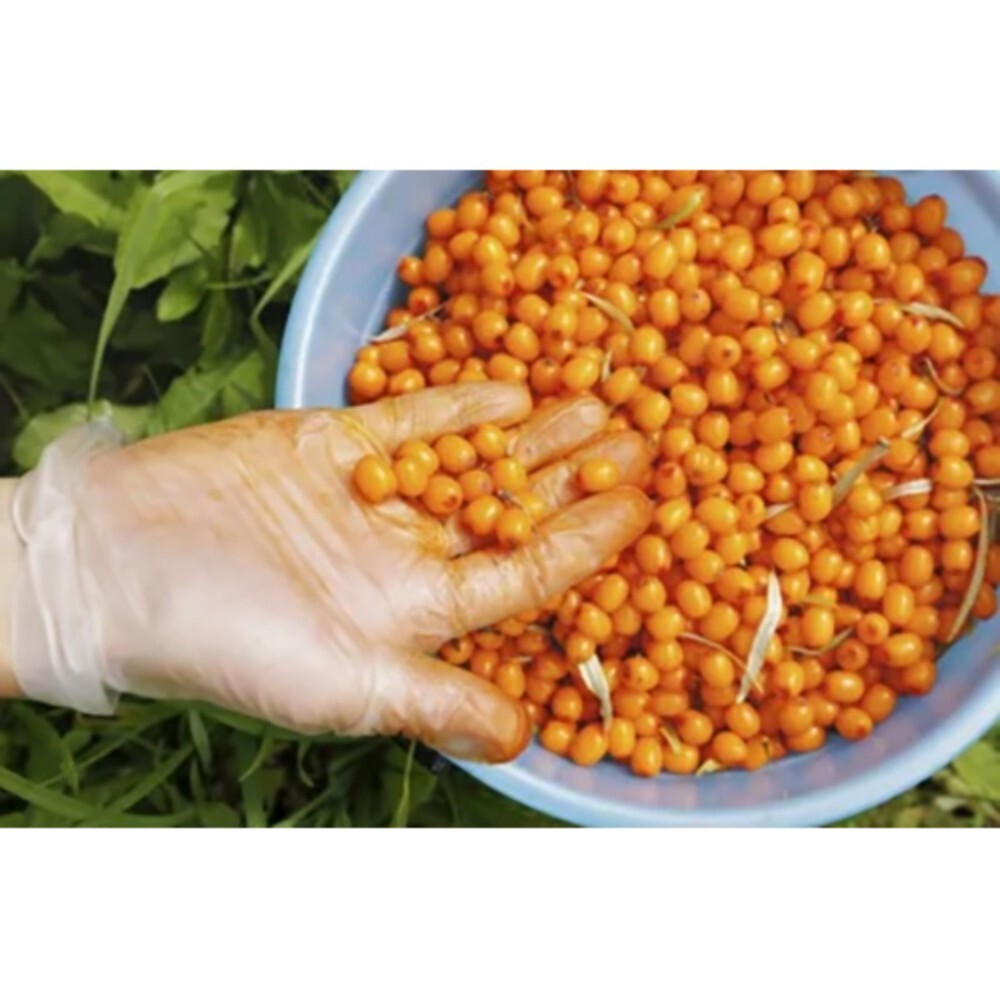 Organic Sea Buckthorn Berry