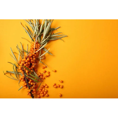 Sea Buckthorn Berry - Cultivation Type: Common