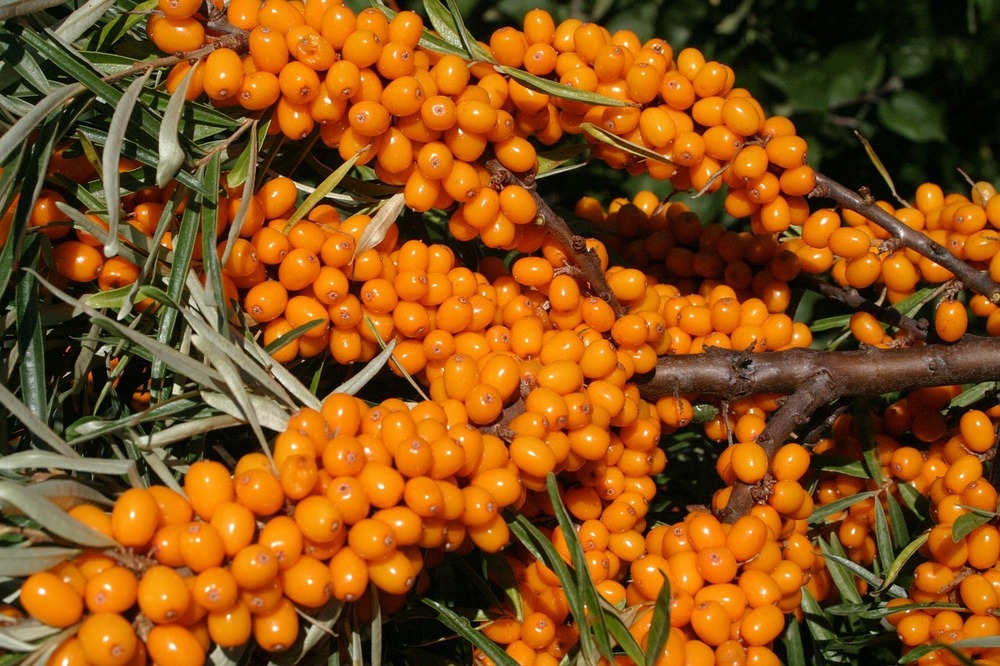 Sea Buckthorn Berry