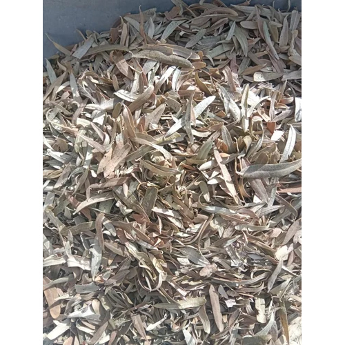 Loose Sea Buckthorn Leaves - Cultivation Type: Common