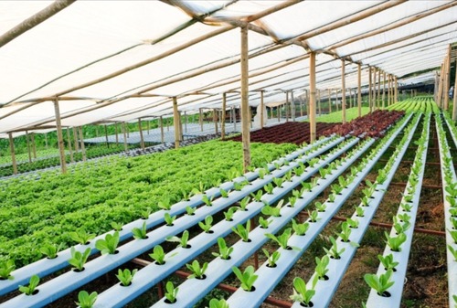 Hydroponic System - Feature: High-Yield Production