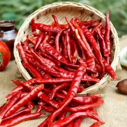 Teja Red chilli