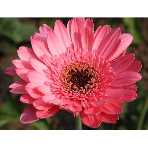 Gerbera Flower - Color: Pink