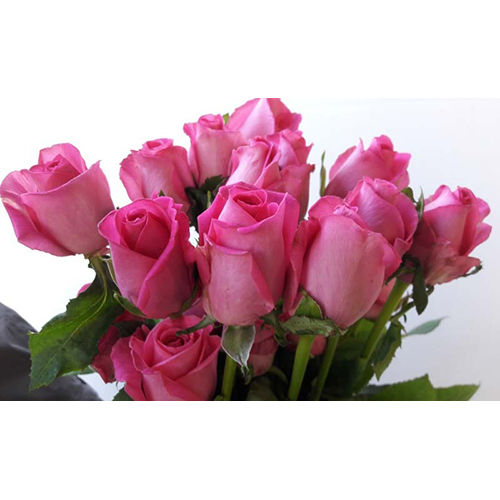 Pink Rose Flower - Size: Various