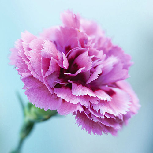 Pink Carnation Flower - Size: Various