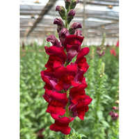 Decorative Fresh Flower