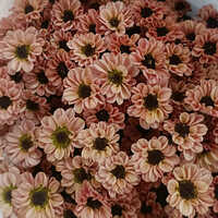 Disbud Chrysanthemum Flower