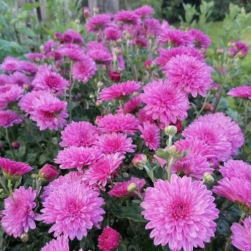 Chrysanthemum Flower - Color: Pink