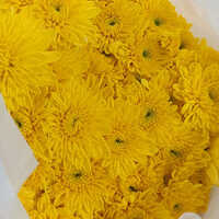 Chrysanthemum Flower