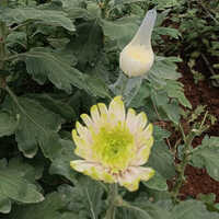 Chrysanthemum Flower