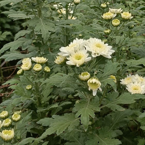 Chrysanthemum Flower