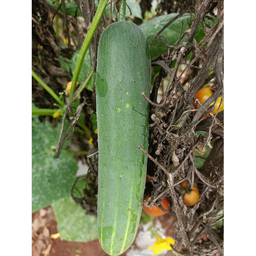 Fresh Cucumber - Moisture (%): 70%.