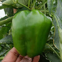 Fresh Green Capsicum - 70% Moisture, Natural Shape | Preserved Freshness For 6 Months, Ideal For Salads And Stir-fries