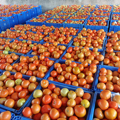 Fresh Tomato - Moisture (%): 70%.