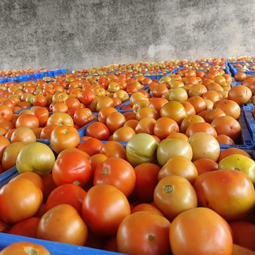 Fresh Red Tomato