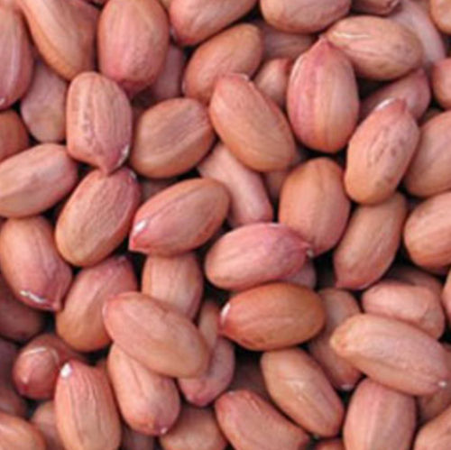 Groundnut seed