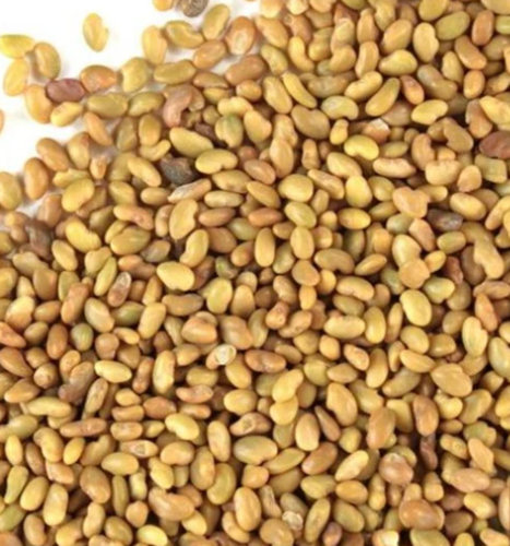 Alfalfa seeds 1