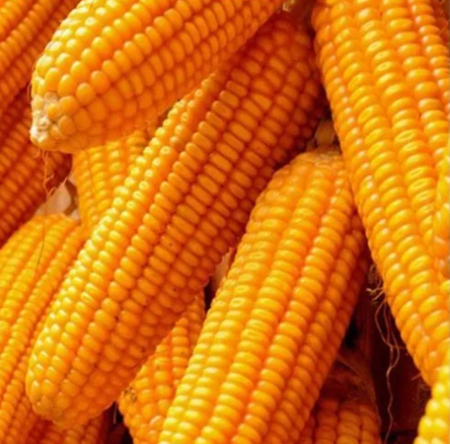 Hybrid Maize Seed
