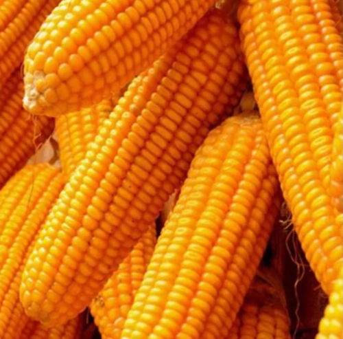 Hybrid maize seed