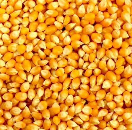 Yellow maize